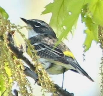 Yellow-rumped Warbler (Myrtle) - sicloot