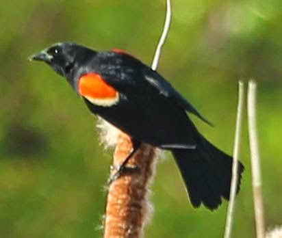 Red-winged Blackbird - sicloot