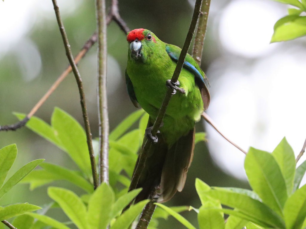 Norfolk Island Parakeet - jannette and peter manins