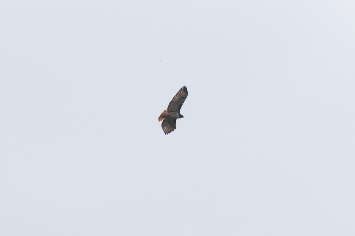 Red-tailed Hawk - Marcelo Corella