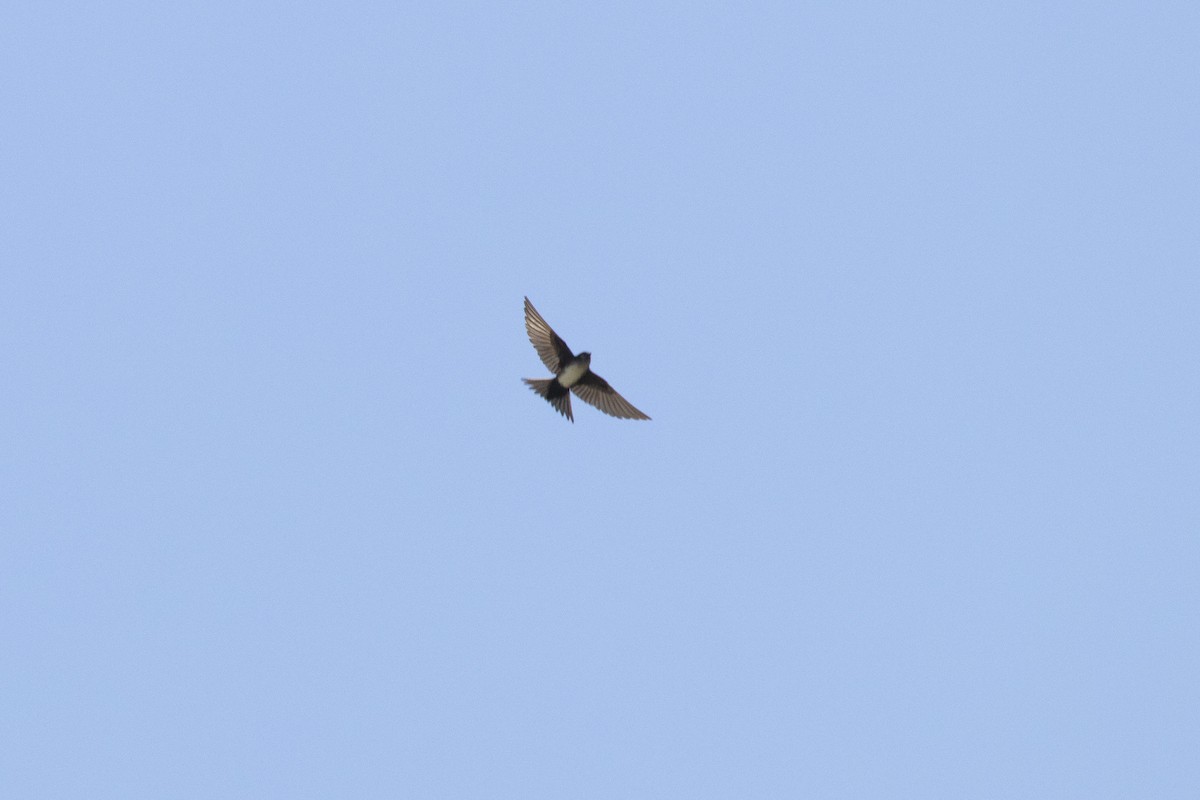 Black-capped Swallow - ML217609471
