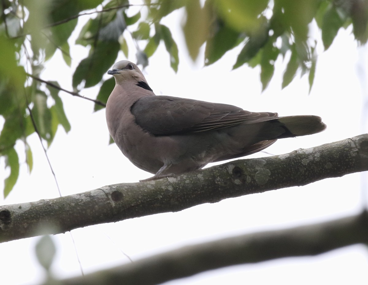 Red-eyed Dove - ML217610171