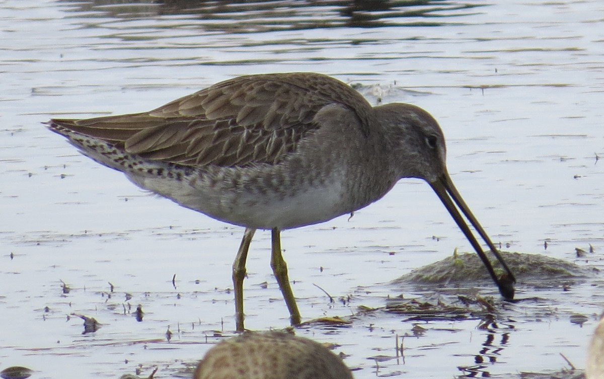 Long-billed Dowitcher - ML21761381