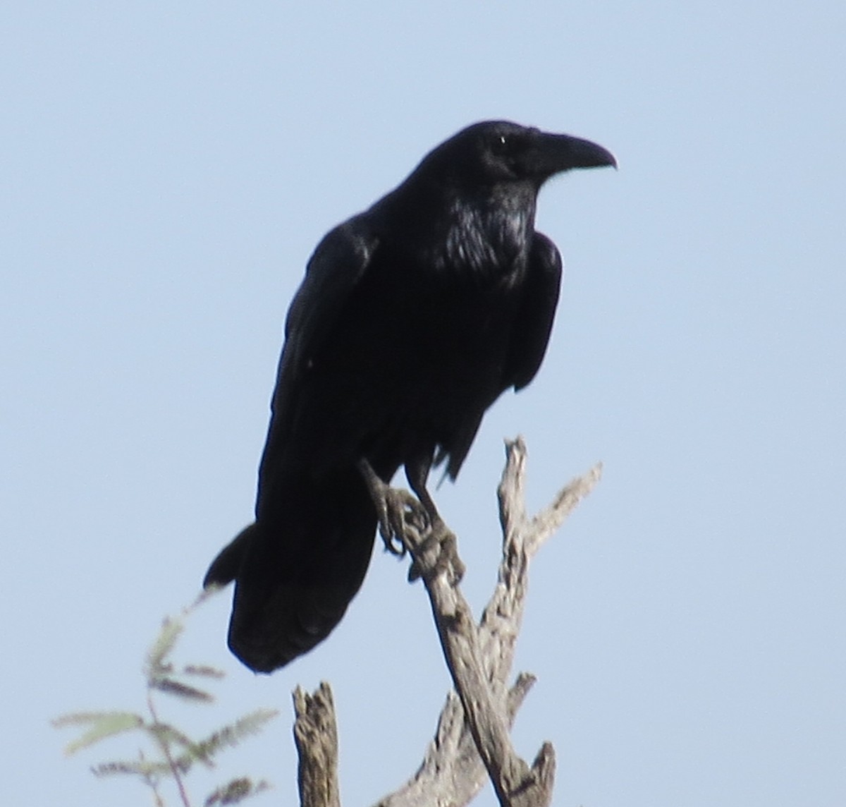 Common Raven - ML21761571