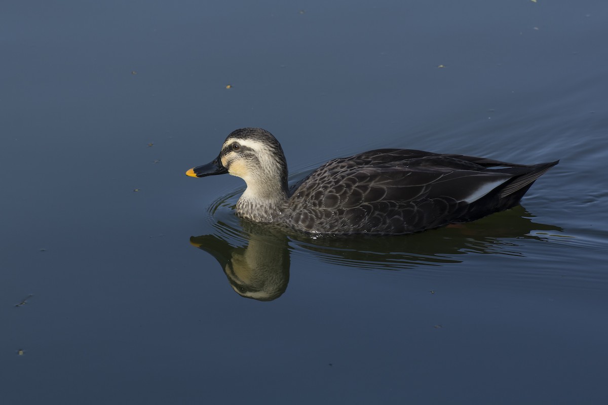 Eastern Spot-billed Duck - ML217615761