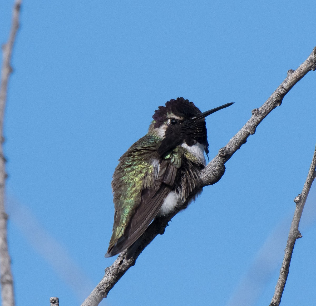 Costa's Hummingbird - ML217616601