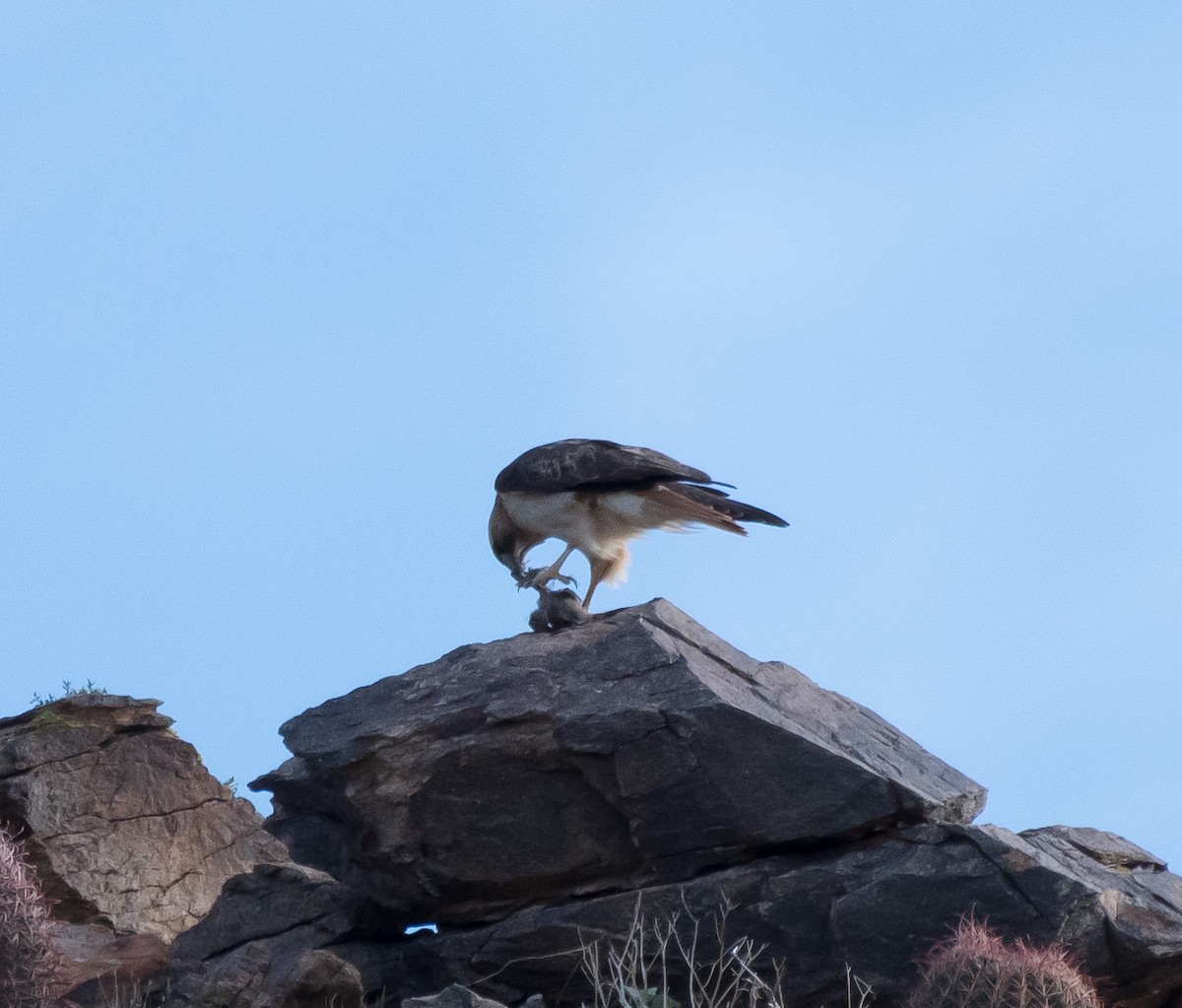 Red-tailed Hawk - ML217616641