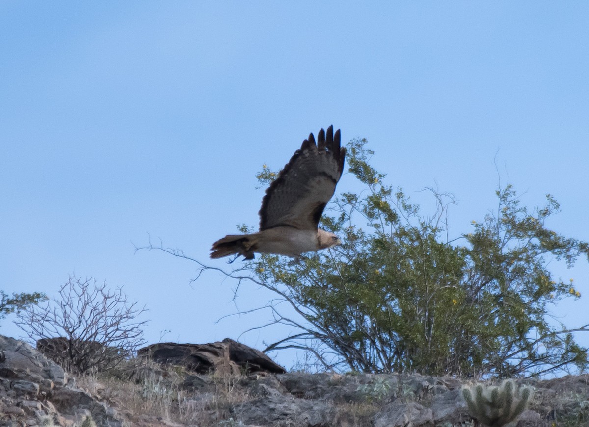Red-tailed Hawk - ML217616651