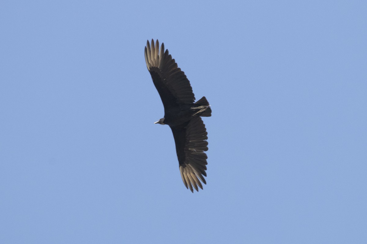 Black Vulture - Marcelo Corella