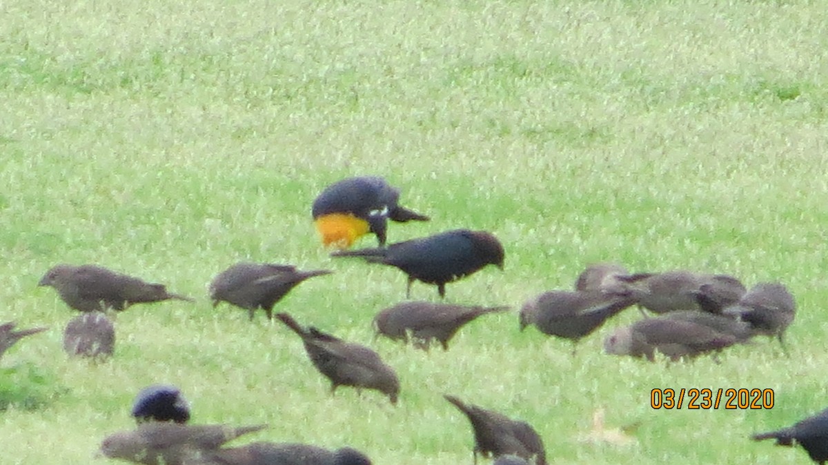Yellow-headed Blackbird - ML217618261