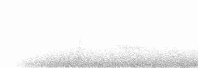 Сизойка чорноголова [група stelleri] - ML217619