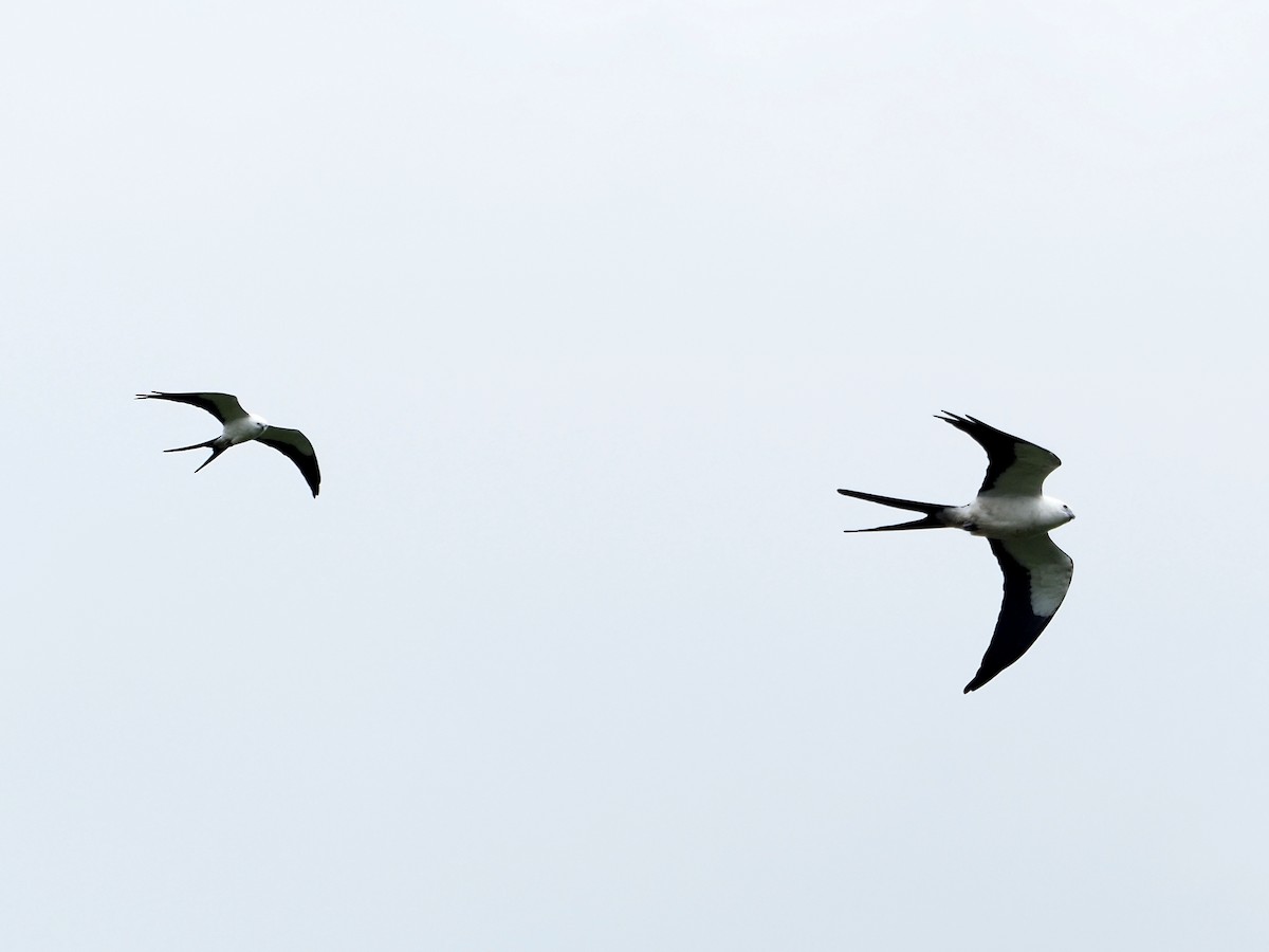 Swallow-tailed Kite - John Doty