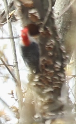 Red-bellied Woodpecker - ML21762561