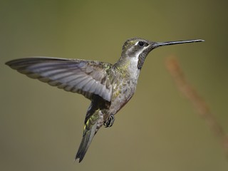  - Plain-capped Starthroat