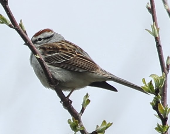 Chipping Sparrow - ML21762641