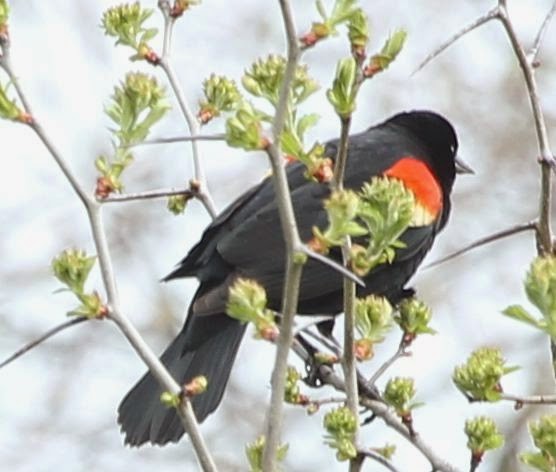 Red-winged Blackbird - sicloot