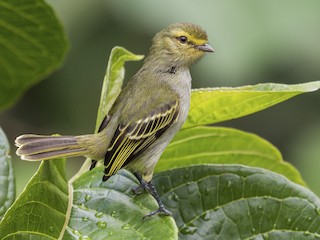  - Golden-faced Tyrannulet