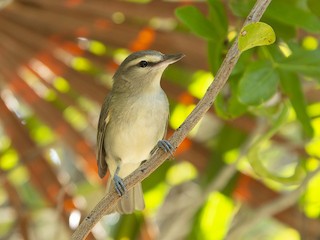  - Yucatan Vireo