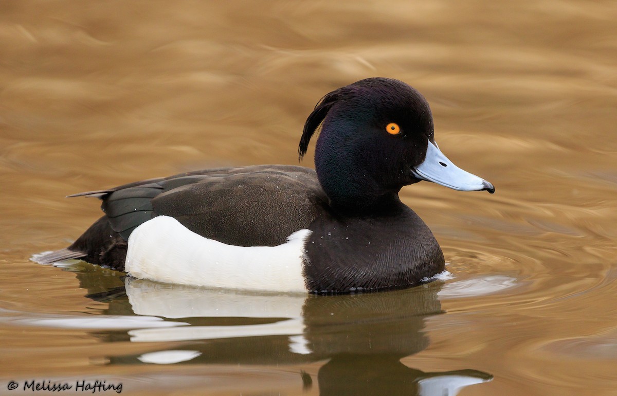 Tufted Duck - ML217628591