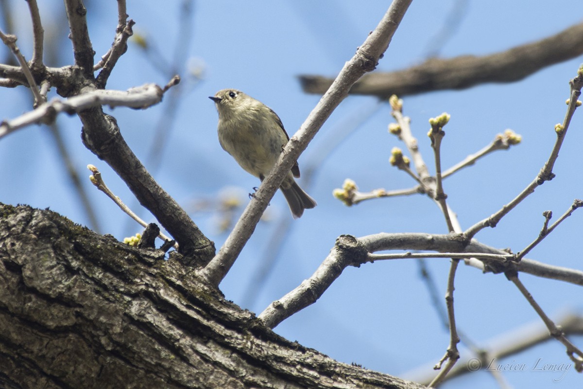 Ruby-crowned Kinglet - Lucien Lemay