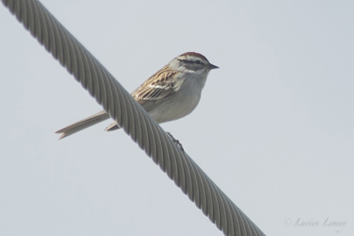 Chipping Sparrow - ML217629741