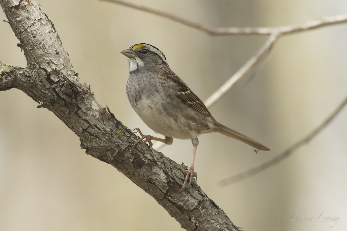 White-throated Sparrow - ML217630001