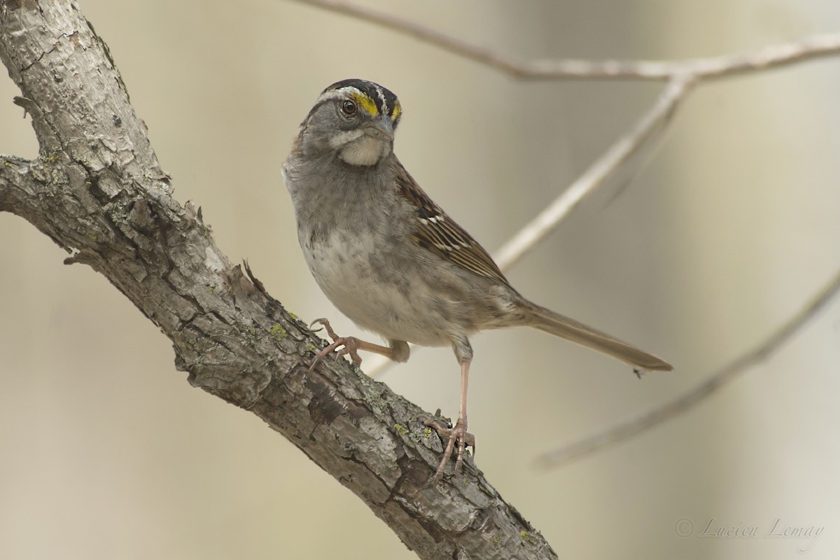 White-throated Sparrow - ML217630041