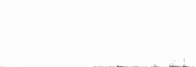 White-winged Brushfinch (Paynter's) - ML217630771