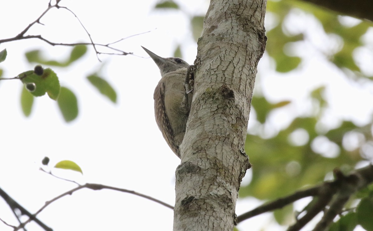 African Gray Woodpecker - John Bruin