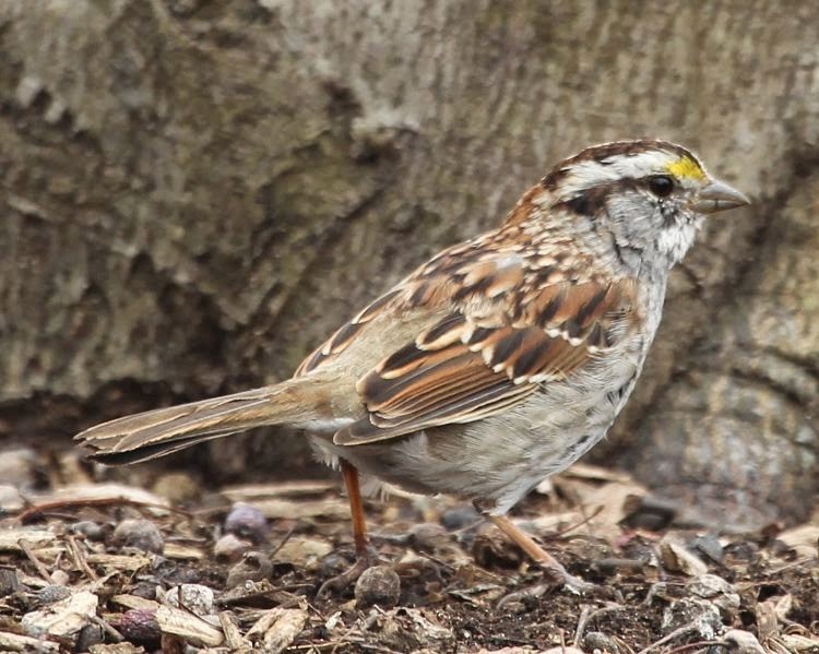 White-throated Sparrow - sicloot