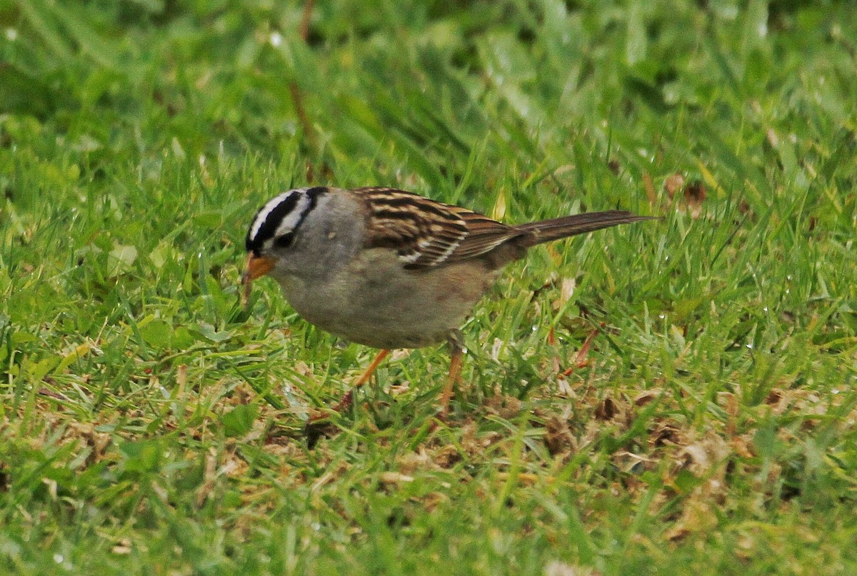 White-crowned Sparrow (pugetensis) - Mark Hays