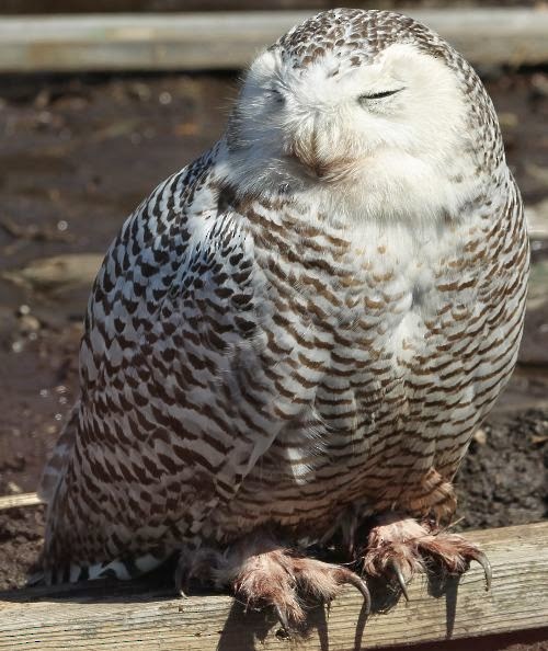 Snowy Owl - sicloot