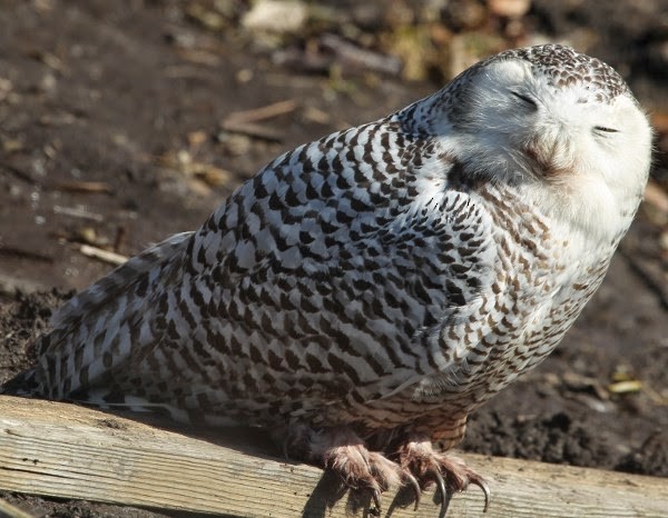 Snowy Owl - sicloot