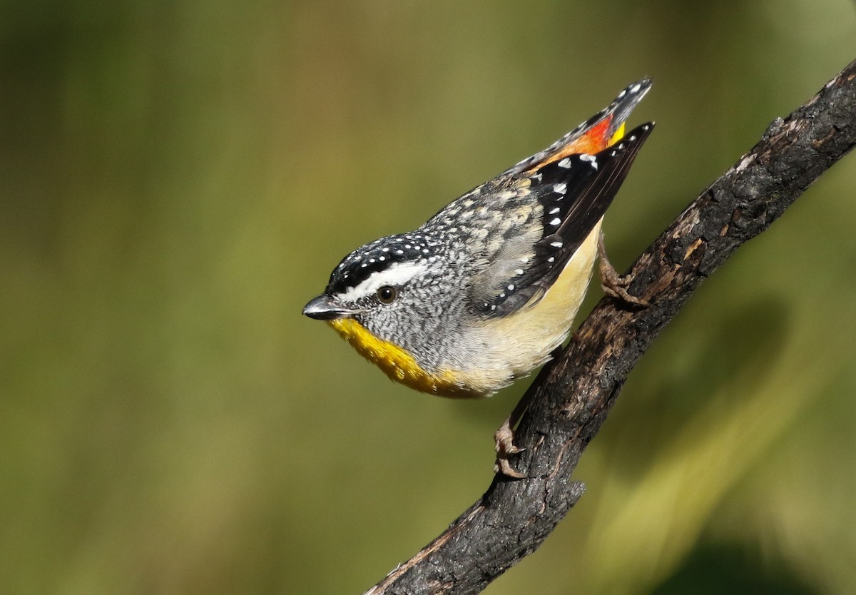 Spotted Pardalote - ML217643871