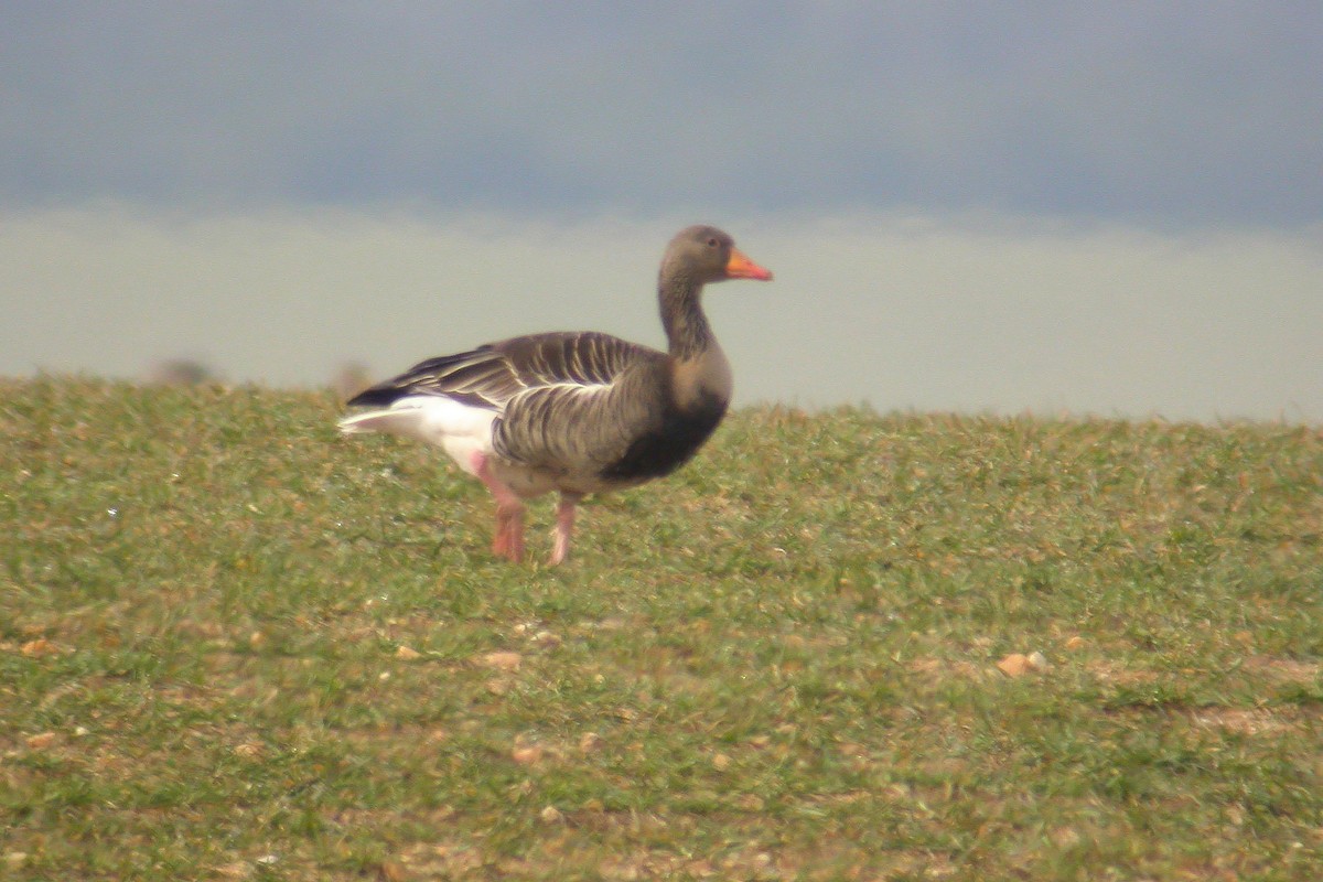 Graylag Goose - Miguel Rouco