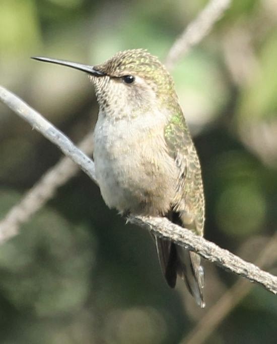 Anna's Hummingbird - ML21764851
