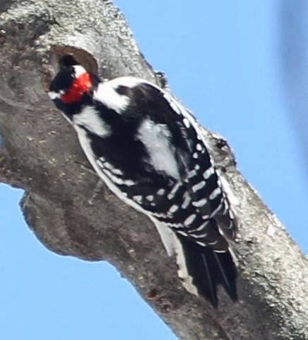 Downy Woodpecker - sicloot