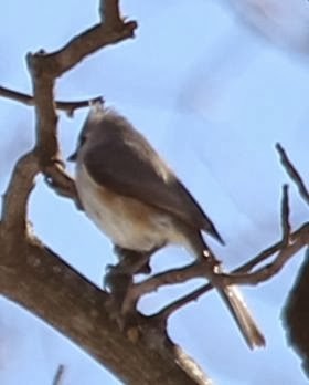 Tufted Titmouse - sicloot