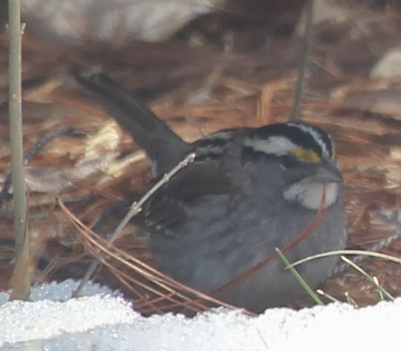 White-throated Sparrow - sicloot