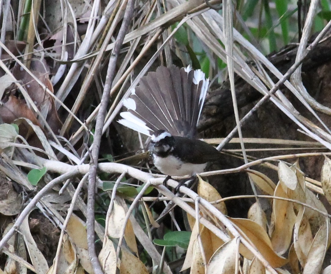 White-browed Fantail - ML217658341