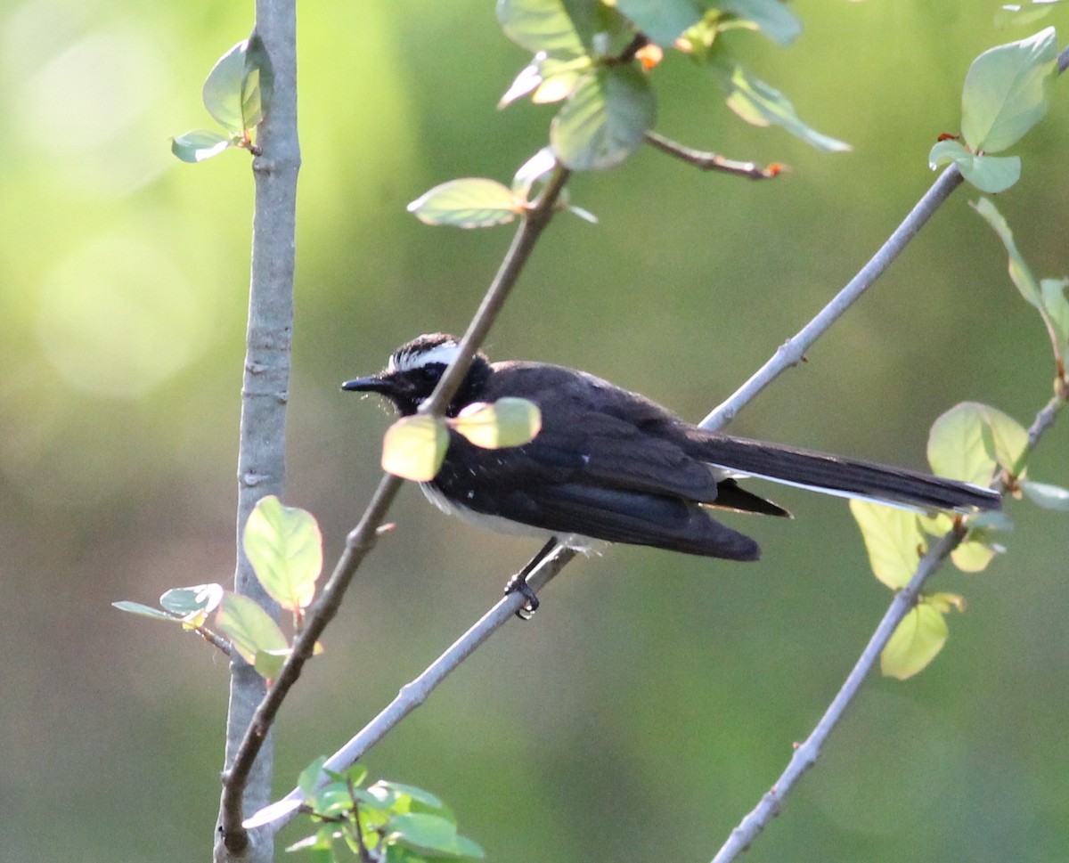 White-browed Fantail - ML217658371