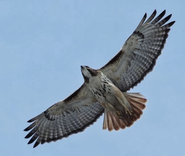 Red-tailed Hawk - sicloot