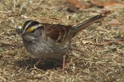 White-throated Sparrow - ML21765991