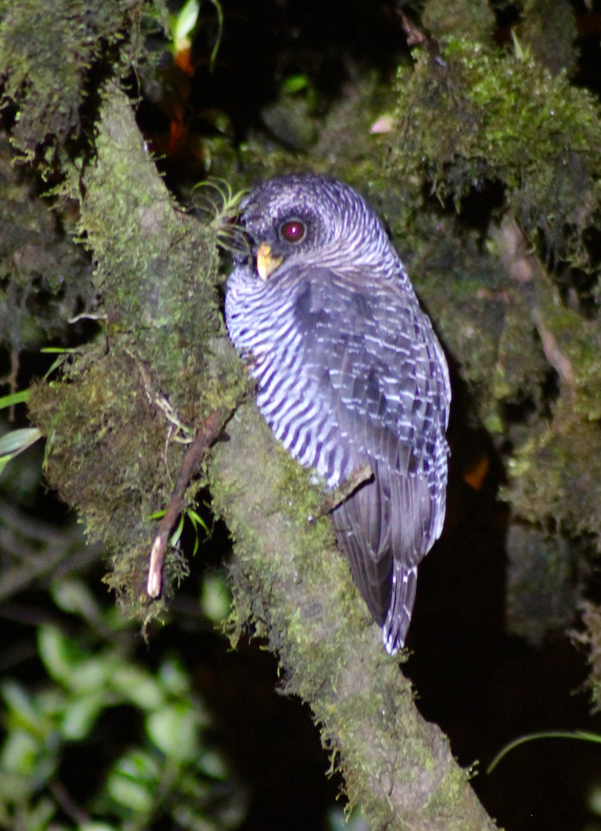 Black-banded Owl (San Isidro) - Matt Yawney
