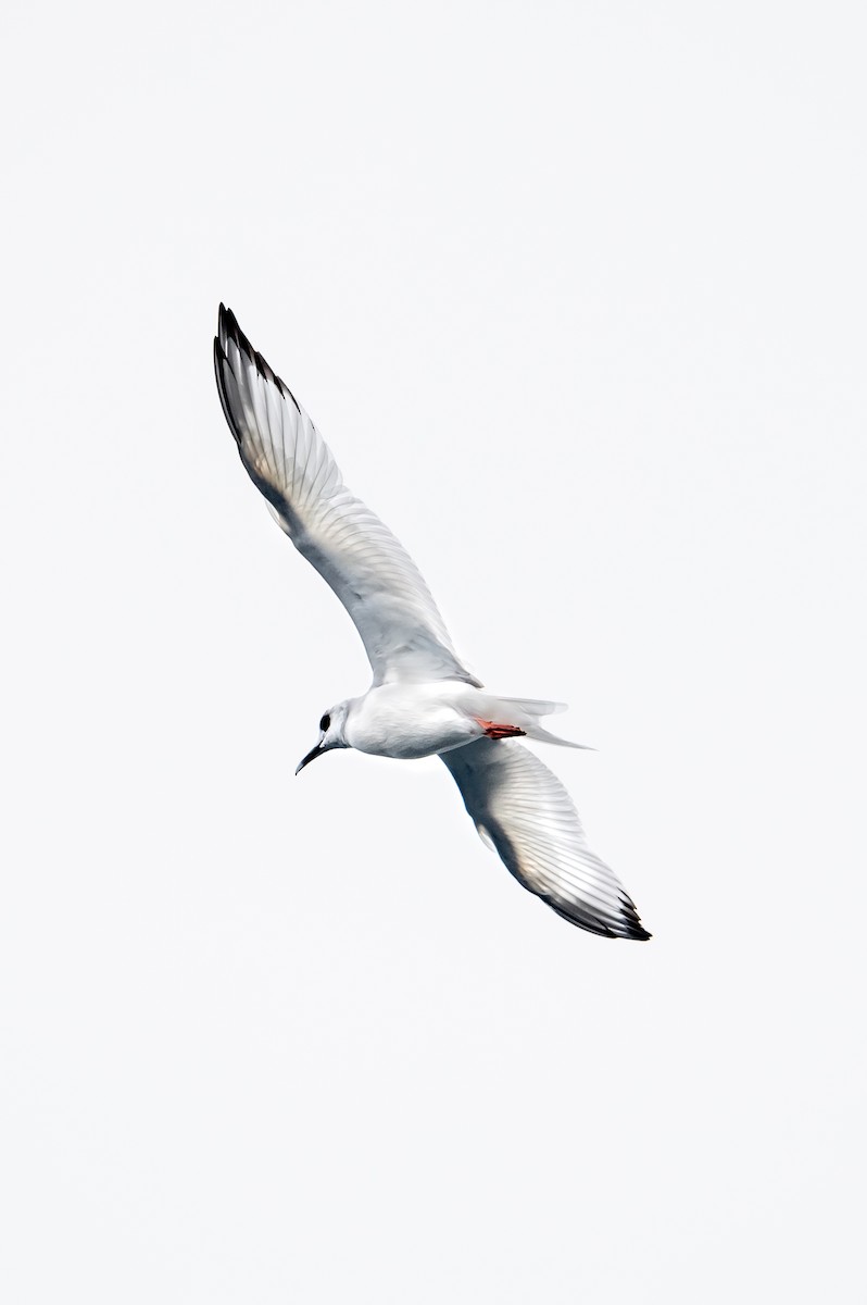 Swallow-tailed Gull - ML217662881