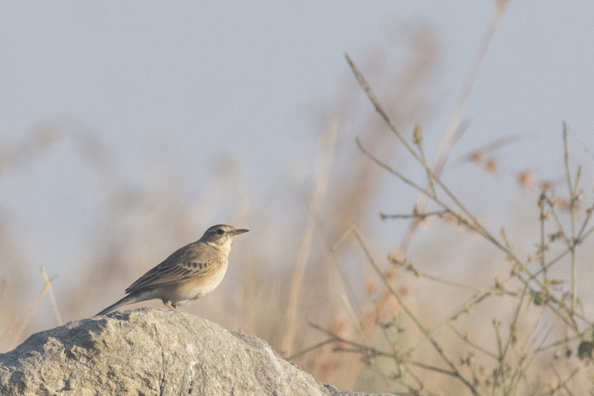 Long-billed Pipit (Indian) - ML217666721