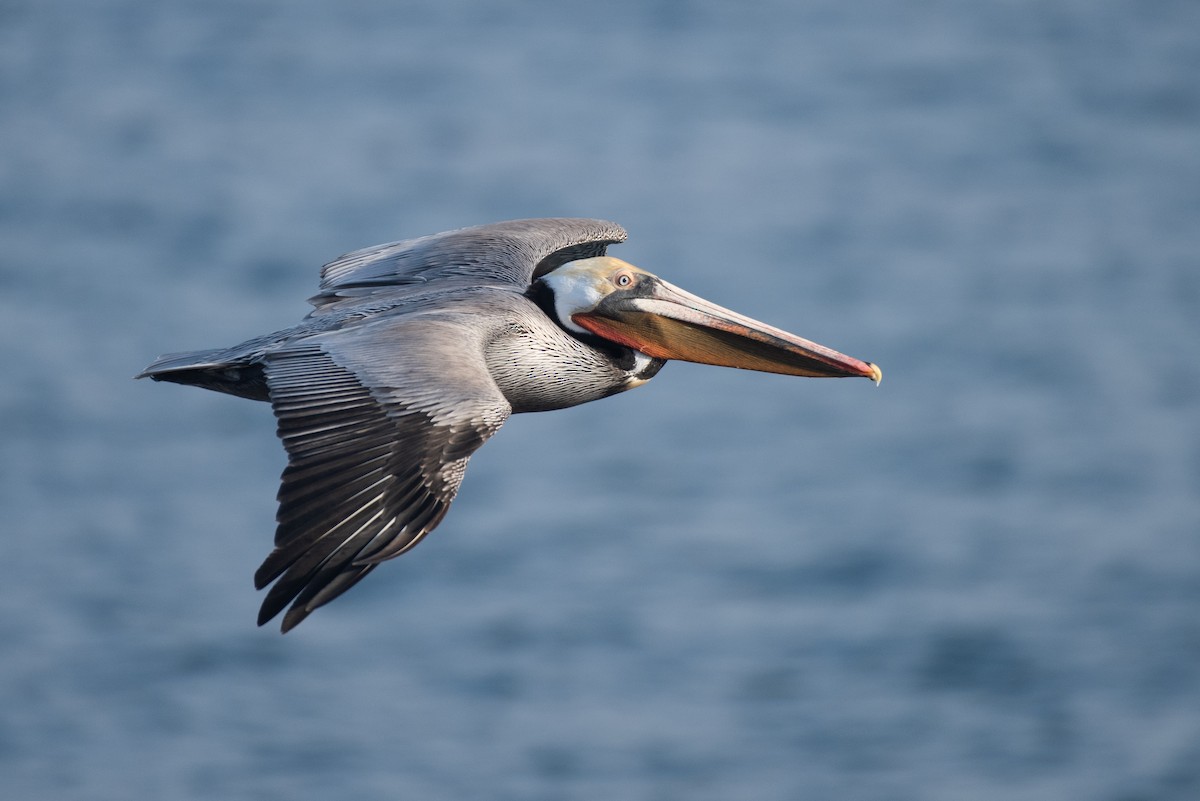 pelikán hnědý (ssp. californicus) - ML217667101