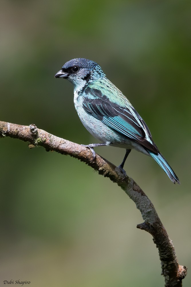 Azure-rumped Tanager - ML217668231