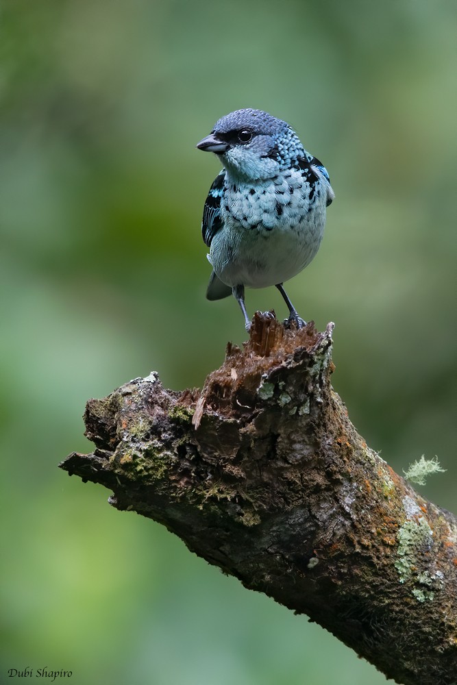 Azure-rumped Tanager - ML217668241