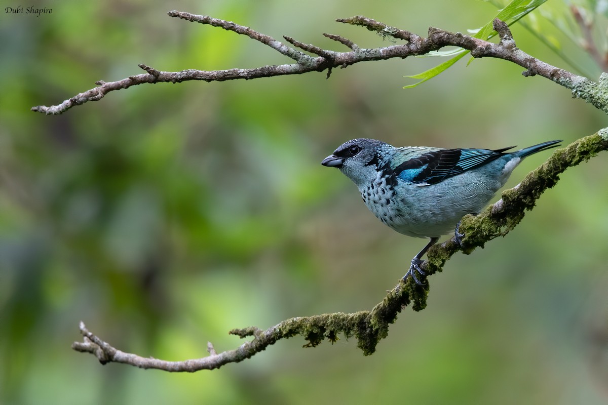 Azure-rumped Tanager - ML217668251
